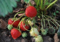 strawberry